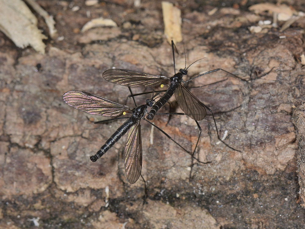 Limoniidae: Gnophomyia sp.